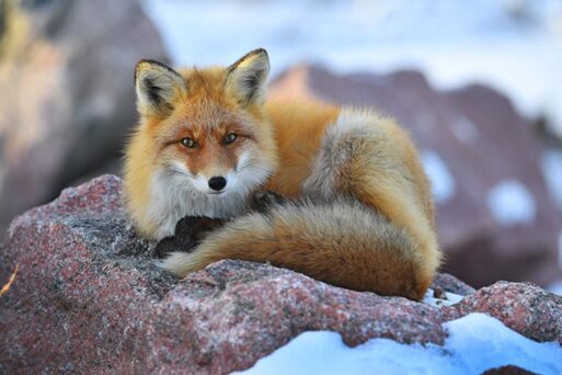 лисицы, Нерюнгри, фотожурналист, зимний лес, дикая природа, фотоохота,