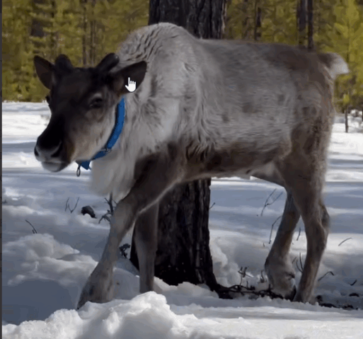 олененок Учур