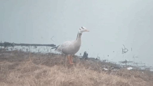 горный гусь