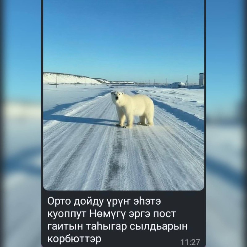 Зоопарк «Орто Дойду» о «сбежавшем» белом медведе