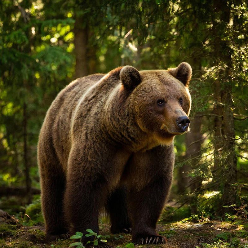 В Индии медведь атаковал ребёнка