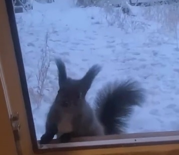 Мимими-видео: Белочка стучится в якутский балаган