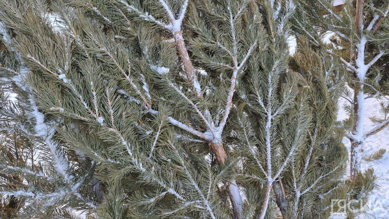 Главный символ Нового года уже в продаже!