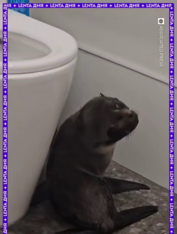 Невероятный случай: морской котик забежал в бар и устроил переполох!