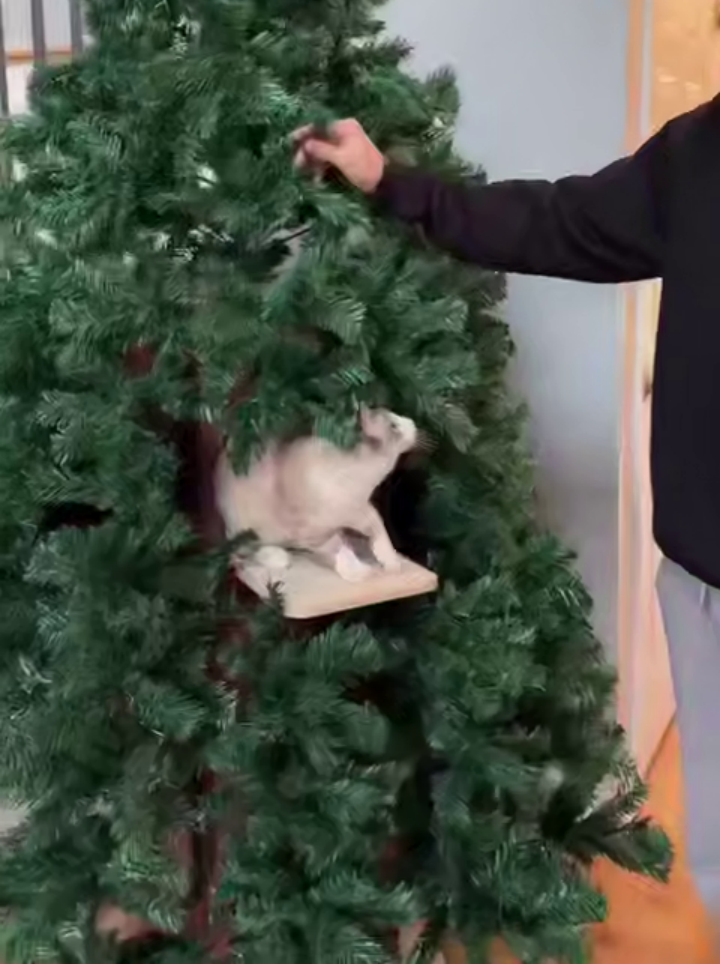 Кошачий домик на Новый год: новинка, которая потрясет!