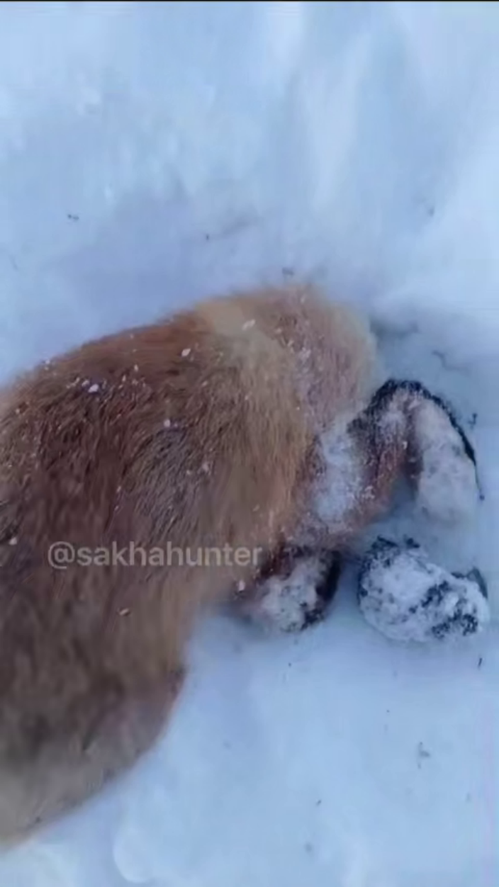 Подарок Байаная: как охотник стал свидетелем редкого случая