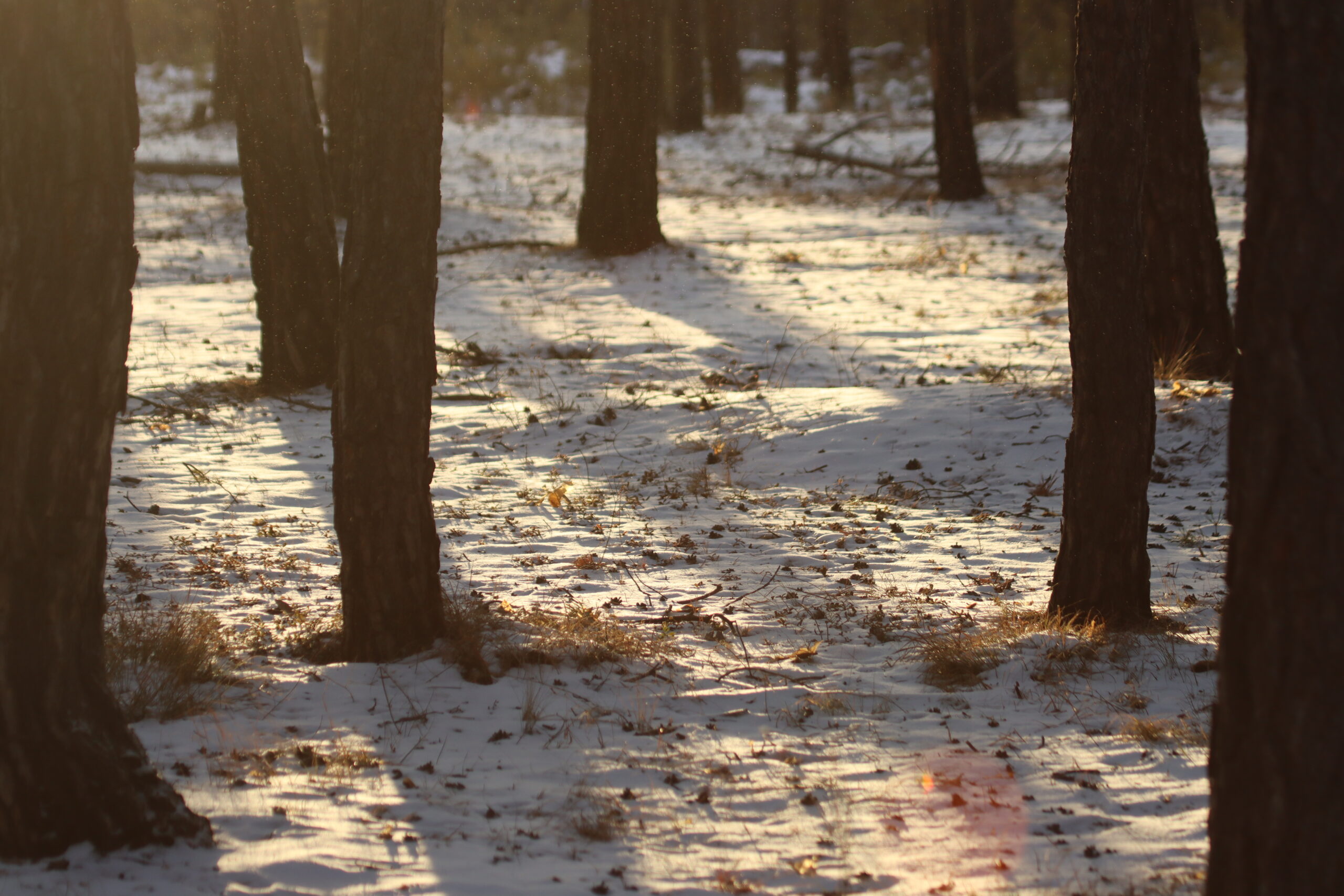 Не ходите в лес! Могут упасть части ракеты-носителя