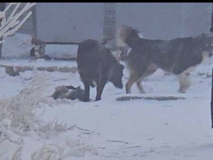 Стаю агрессивных собак прикормили под домом Якутска — возле школы!