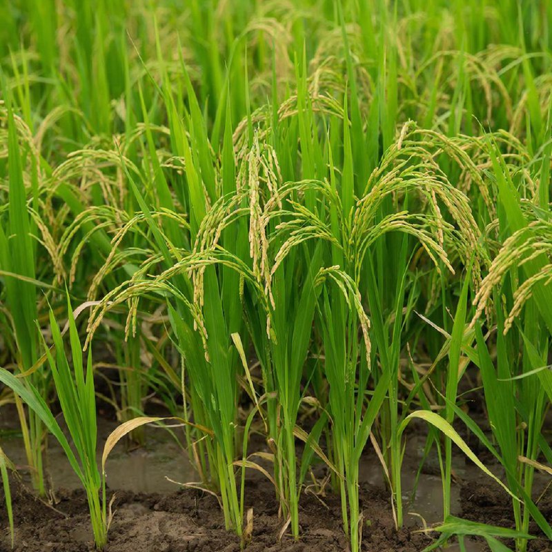 В Китае представили инновационный гибрид риса