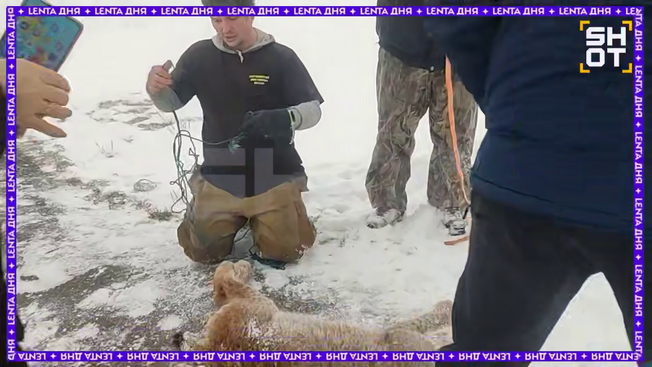 Шокирующее нападение: бешеная рысь укусила девочку в лагере