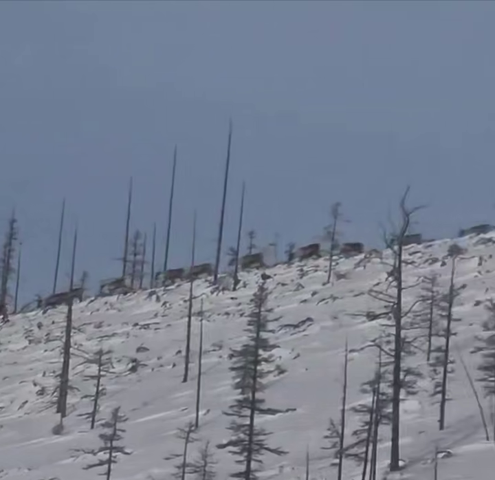 Погоня за северными оленями: уникальный момент миграции в дикой природе