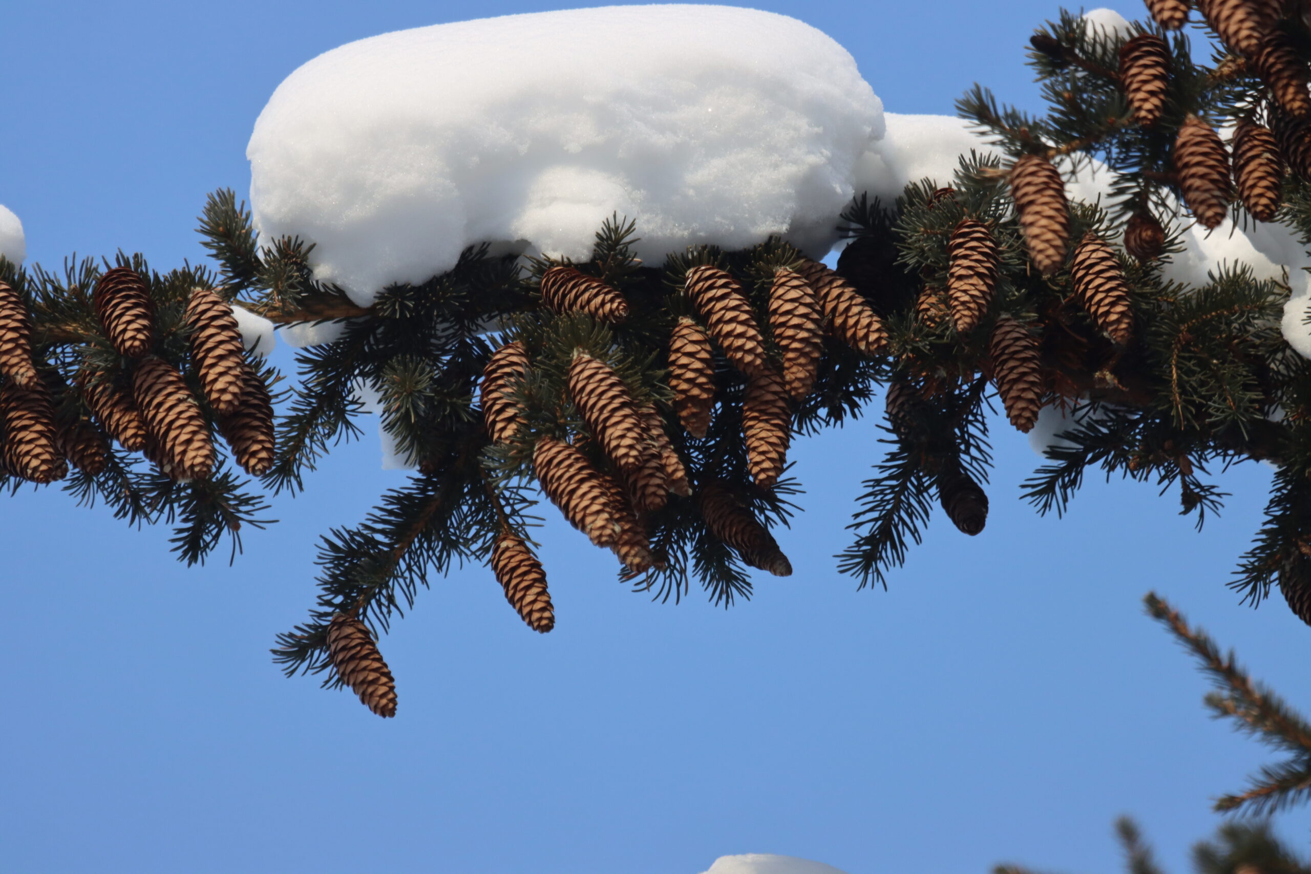Айда на горку! Погода в столице — обалдеть