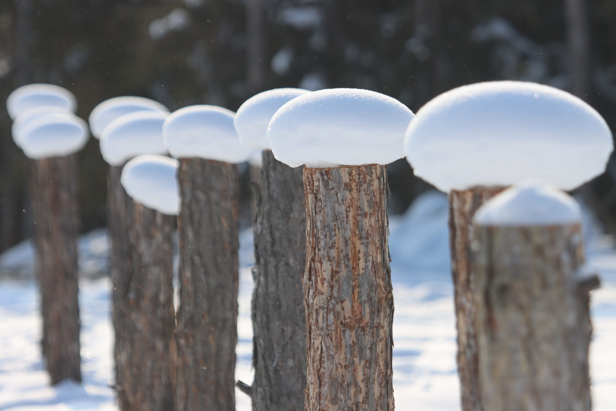 В столице всего -28°: Зато ветрено