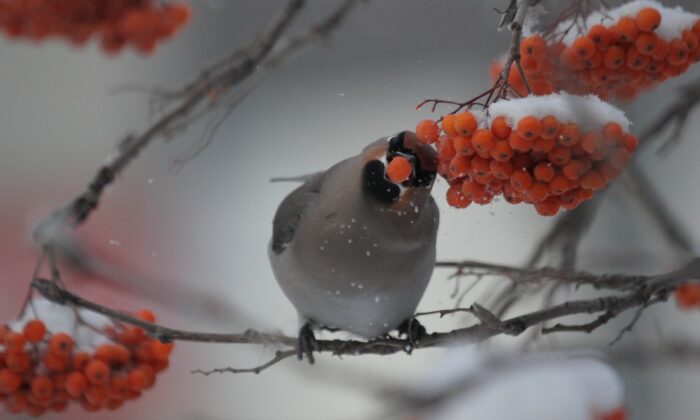 Зима продолжает радовать мягкой погодой