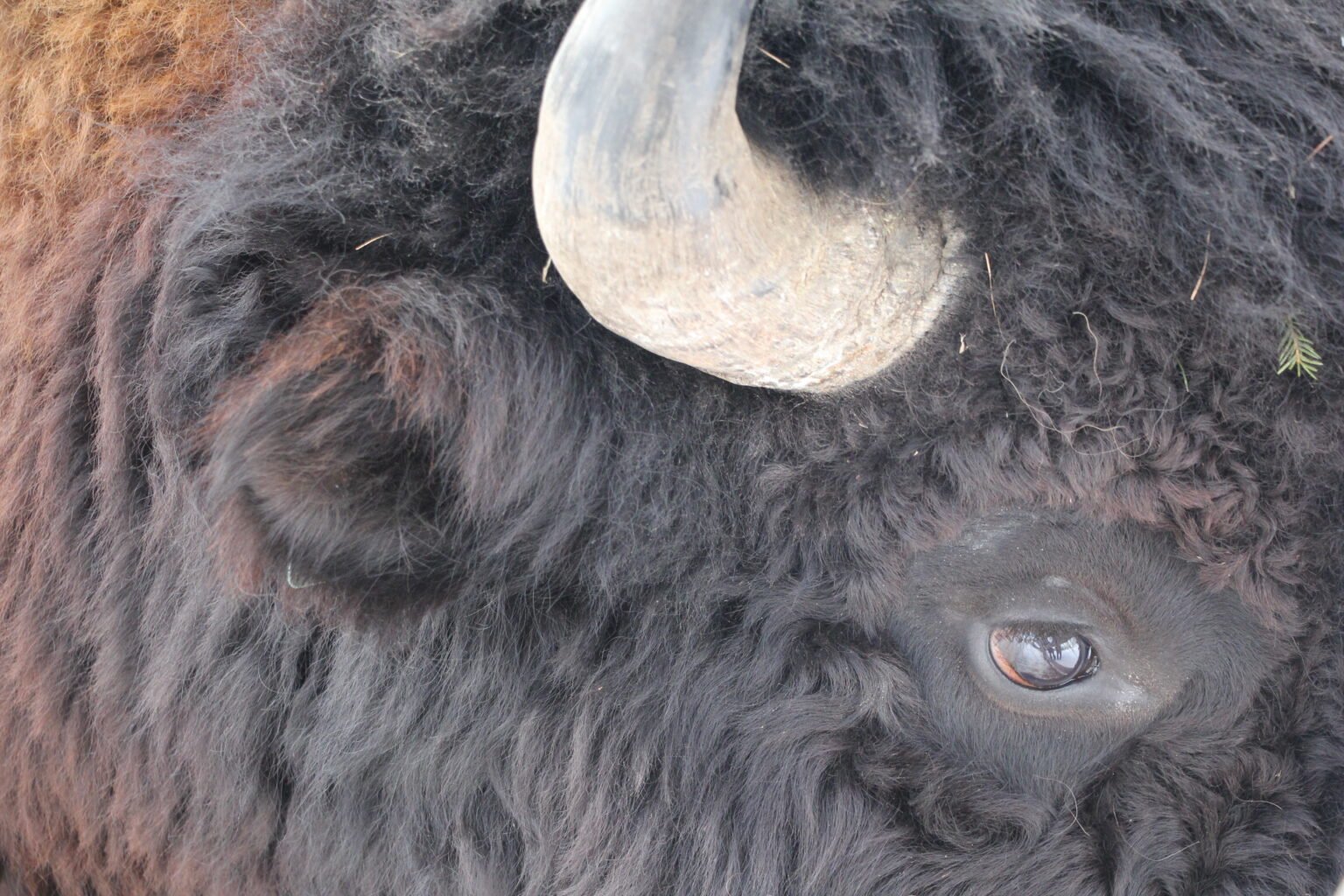 У Быка холода заострился рог: Пришли самые сильные морозы