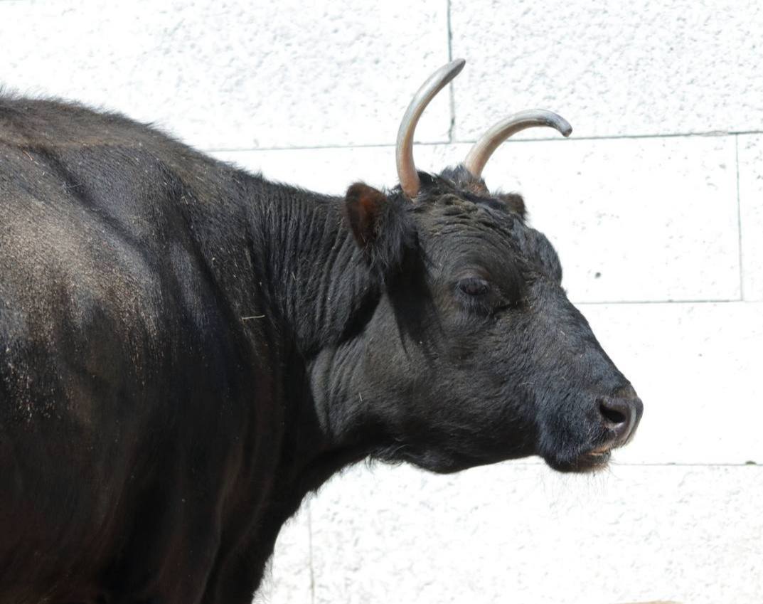 С грустью сообщаем, скончалась Сахая…