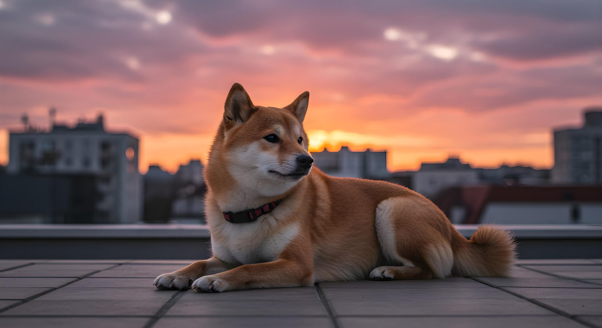 Символ верности: Как Хатико изменил восприятие собак в Японии