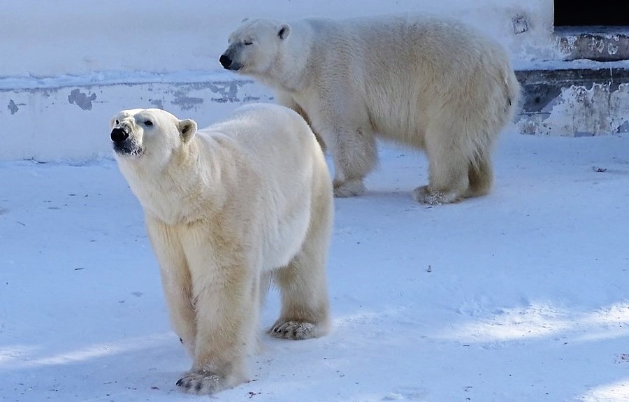 Огромным тортом из мороженого угостят белых медведей в якутском зоопарке