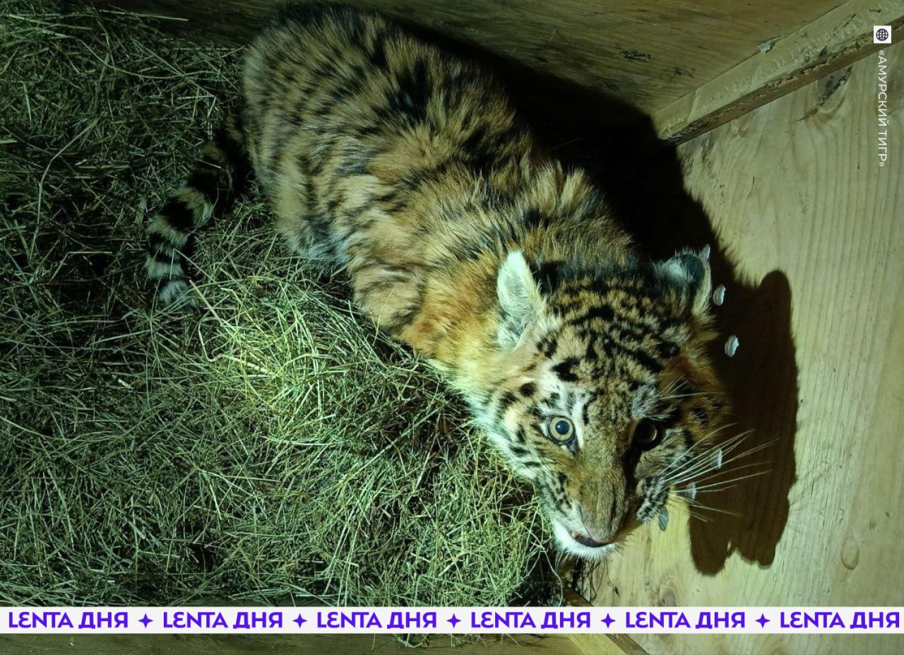 Тигрёнок Тимоша