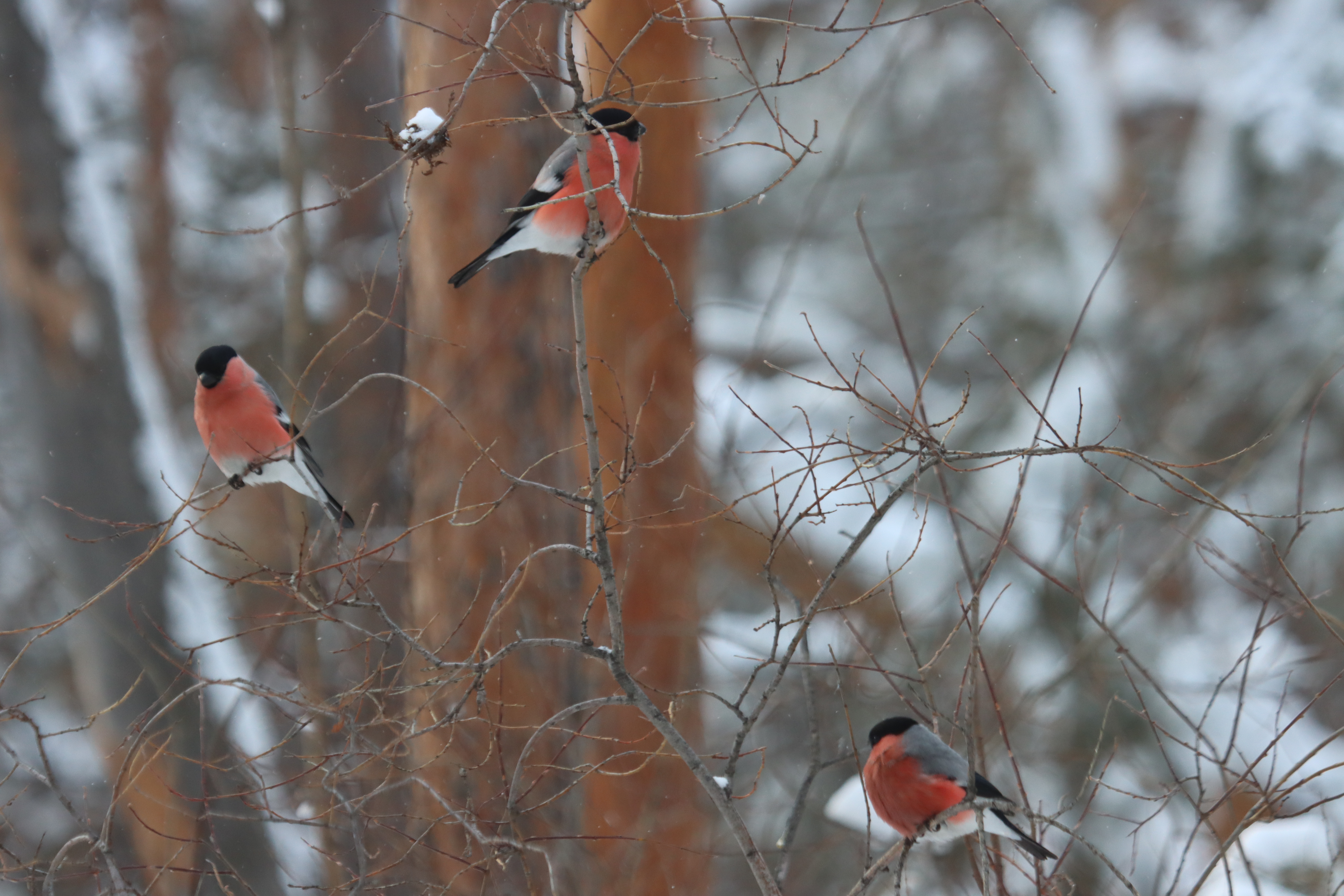 М-да: Весна стартует с -41 градуса!