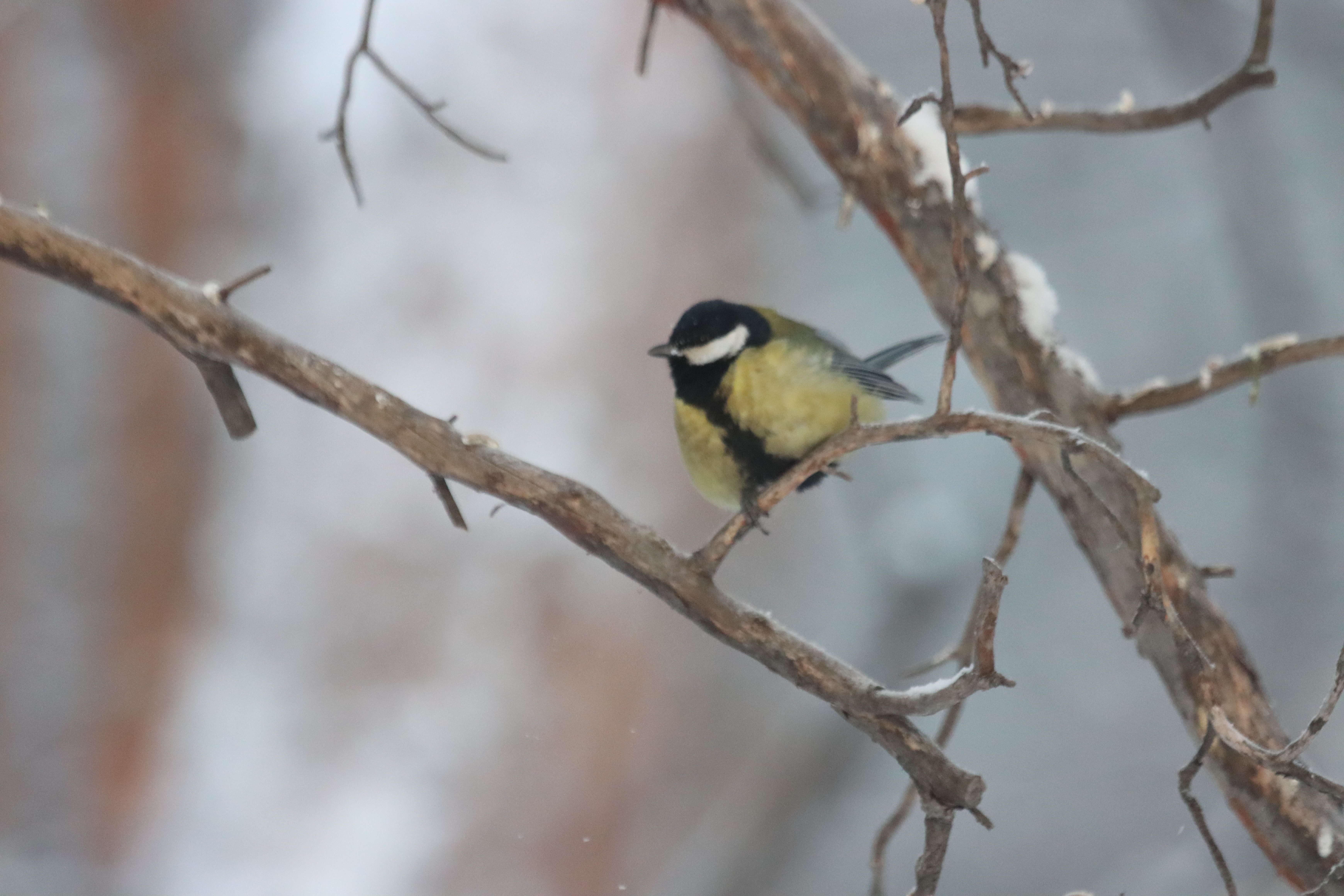 Погода: снежная метель, но все равно теплеет