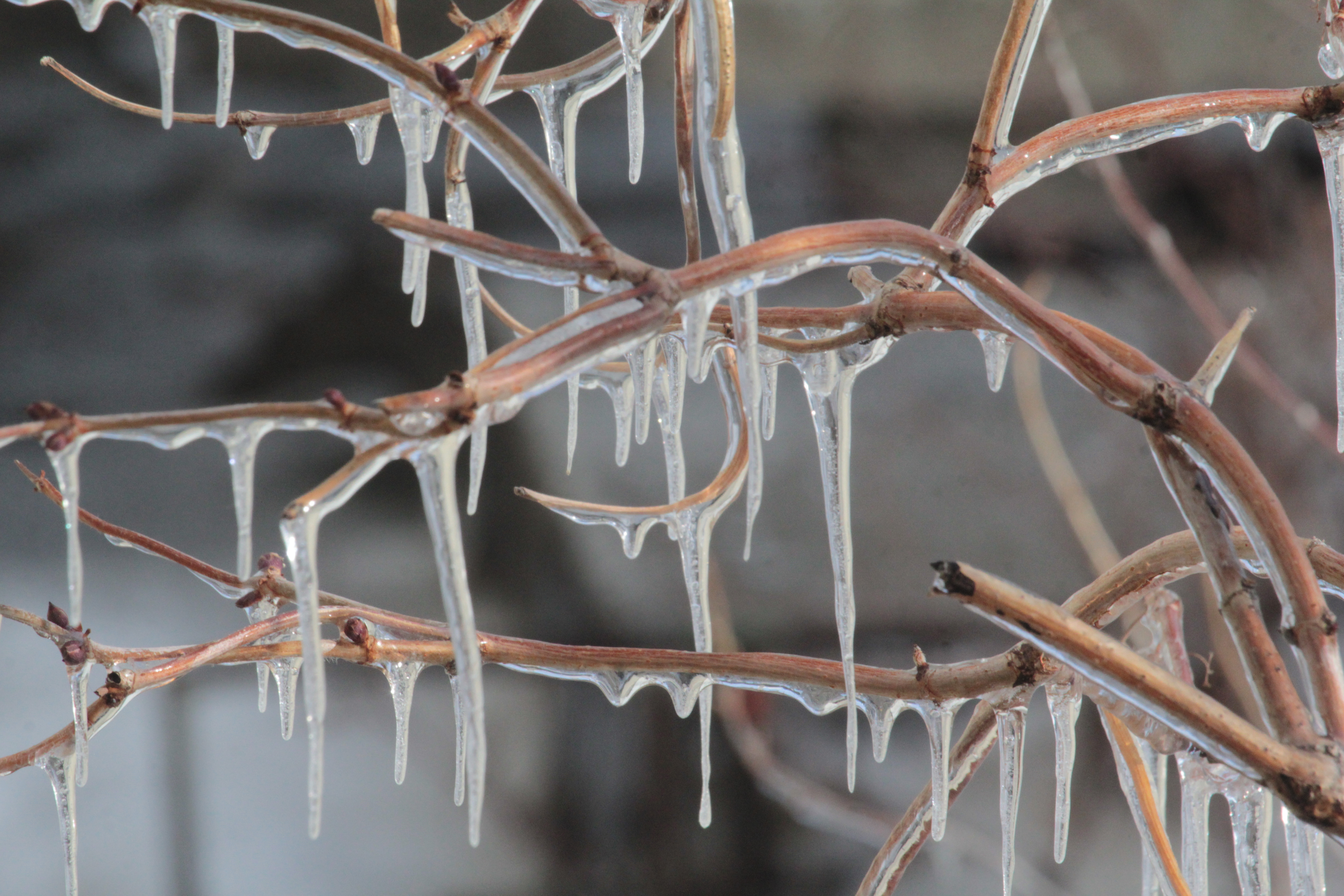 В февральский денёк слышен звон весенней капели