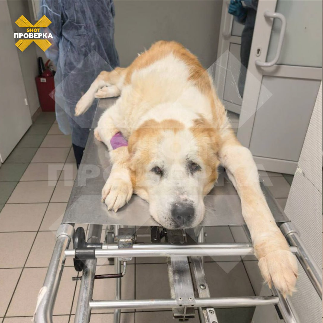 Чума среди четвероногих: что происходит в подмосковных приютах?