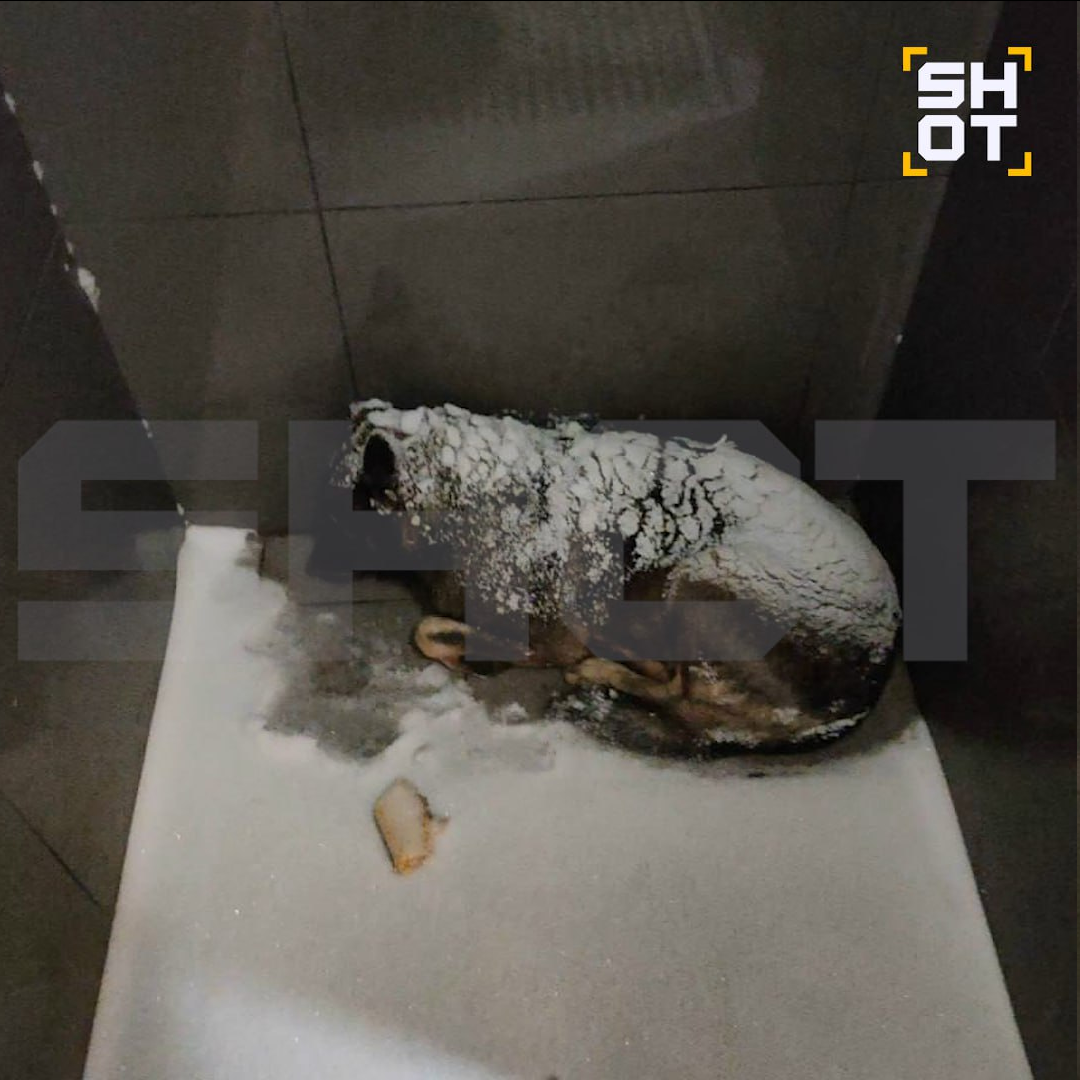 Скандал Додо Пиццы: управляющая пригрозила уволить каждого, кто поможет собаке